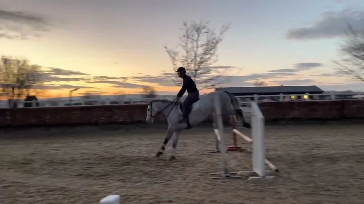 Lot 107 5 year old grey mare