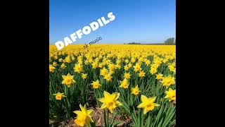 Daffodils | Soothing Piano & Guitar Melody🌷