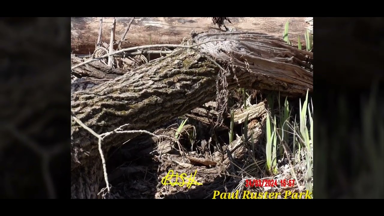 Paul Ruster Pak Paul Ruster Park, Early Spring Visit 03-24-2024, photo compilation ...