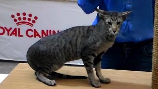 👍 Шикарный Ориентал Черного Пятнистого Окраса 🐱 Мальчик Красавчик | Породы КОШЕК 👍 Шикарный Ориентал Черного Пятнистого Окраса 🐱 Мальчик Красавчик | Породы КОШЕК