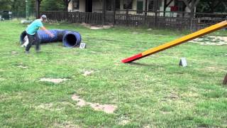 Agilitytraining Sheltie Jamie Juni 2011