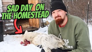 Tragic Death Of Our Rooster... (could we have saved him?)