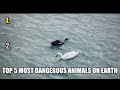 Top 5 Most Dangerous Animals on Earth (You'll Be Shocked) #Shorts