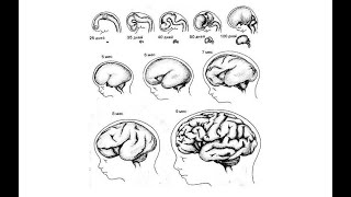 Тайны мозга / В стадии развития
