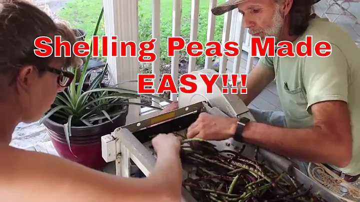 EASY!!! Way to Shell Peas //  Pea Sheller Demonstration