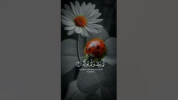 #سورة_الإخلاص القارئ عامر السعيدي🌼🌸