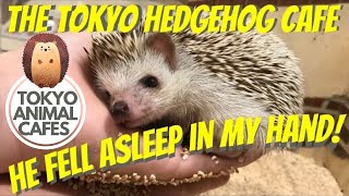 Tokyo Hedgehog Cafe  cuteness overload!