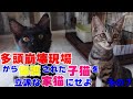 保護から一か月半たった子猫たちの様子　多頭崩壊現場から保護された子猫を立派な家猫に育て上げてみる　その７