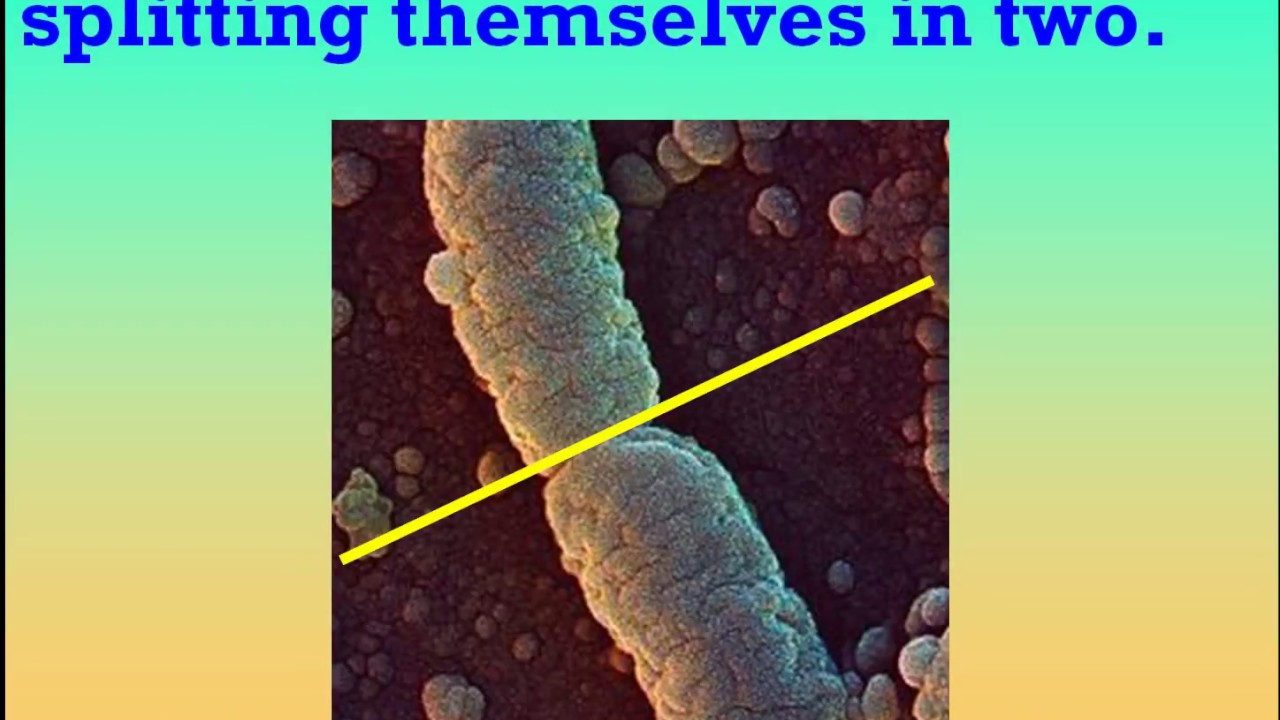 Microbes Part 1 of 4 for teachers to teach - YouTube