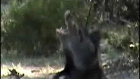 Bowhunting for hogs....headshot!