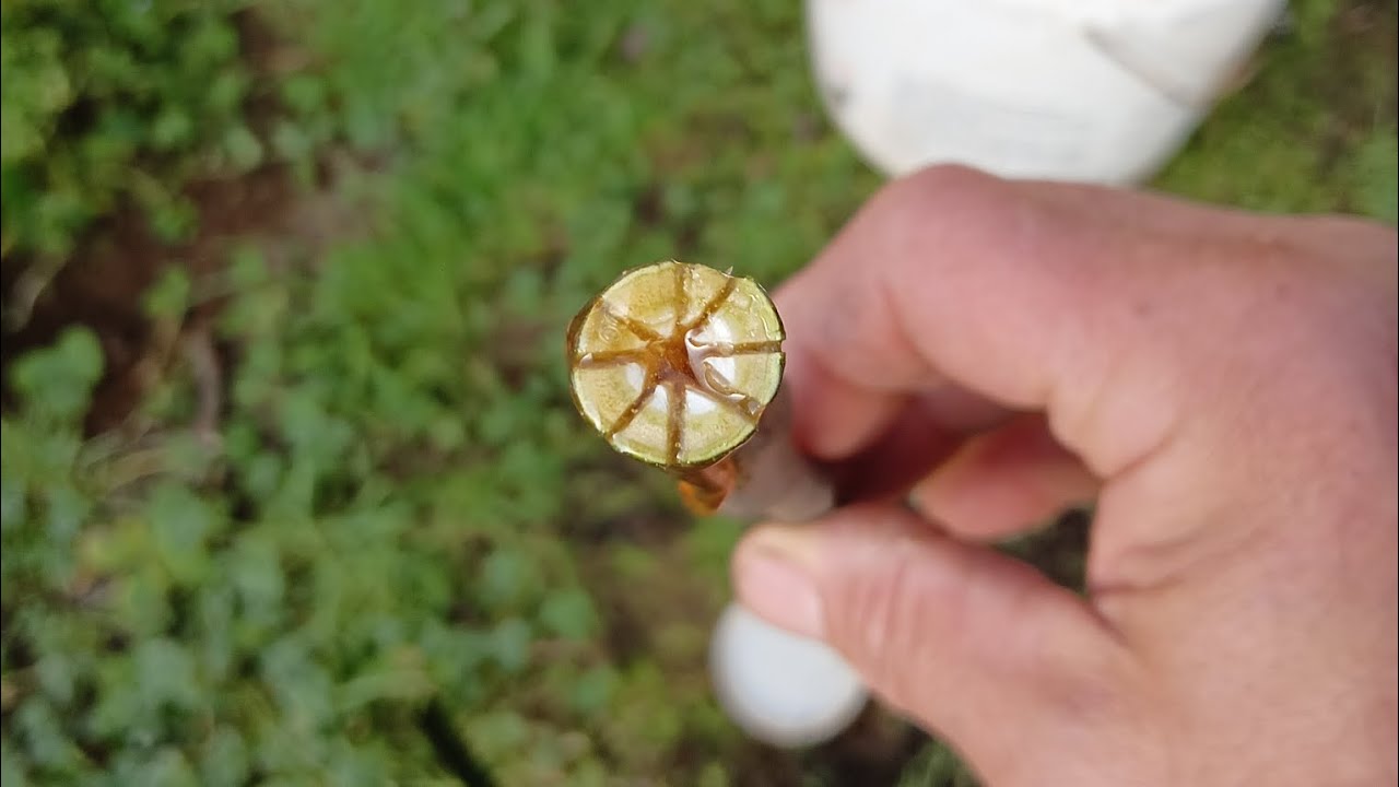 TALEA AD ASTERISCO SUL FICO🌿🌿🌿