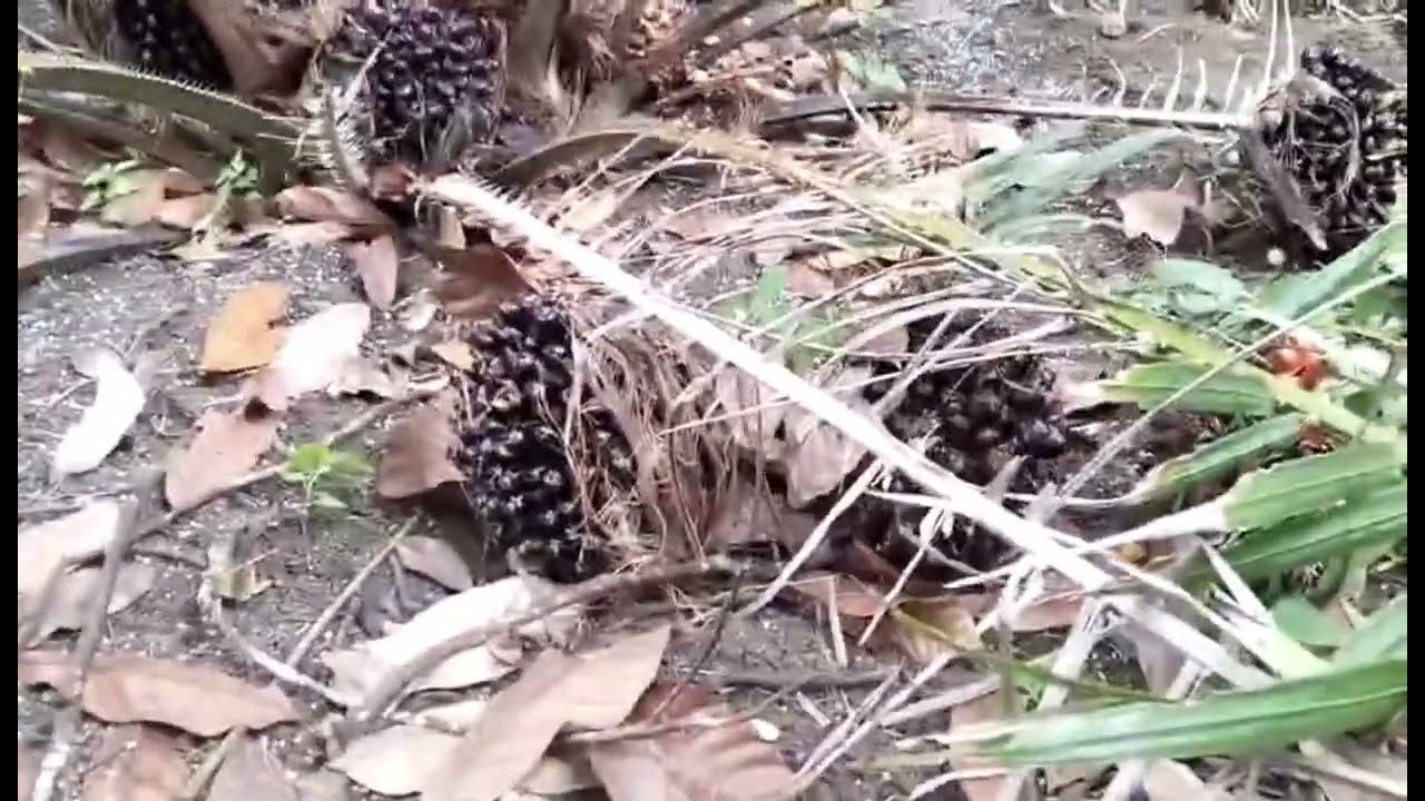 Kerugian Apabila Terlambat Melakukan Kastrasi di Kelapa Sawit