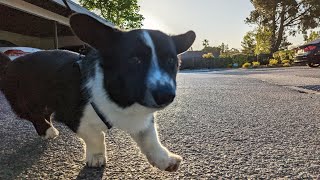 [Vlog] Cardigan corgi's morning walk routine | Totle The Corgi Ep.24