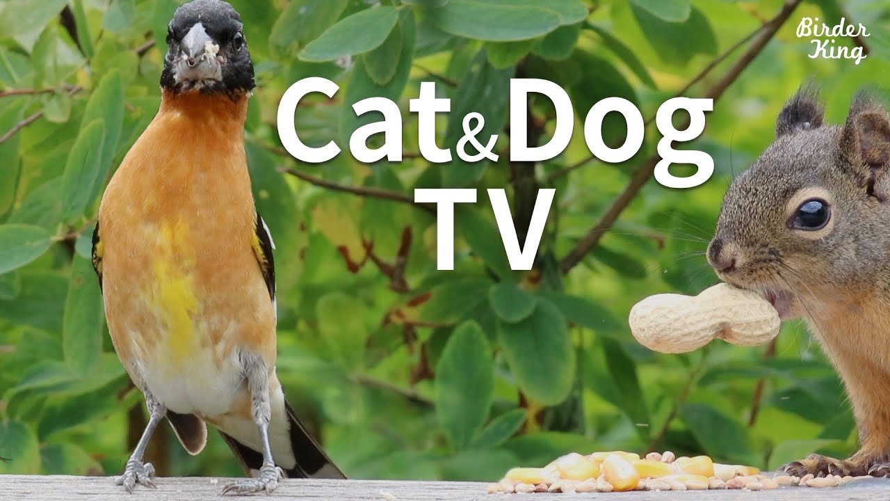 Cat and Dog TV Beautiful Birds and Squirrels on a Sunny Day Videos