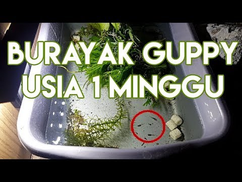 Burayak Guppy - Umur 1 Minggu, Dikasi Pakan Apa? - Youtube