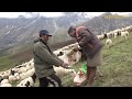 salt feeding time to sheep || Nepal || dolpa || lajimbudha ||