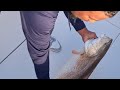 Mangrove Snapper Catching Limits IN EAST SIDE OF MISSISSIPPI RIVER