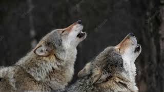 Indian Grey Wolves - (Canis lupus) , howling, barking and growling