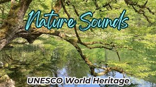 Exploring the Most Beautiful Place on Earth, Soothing Nature Sounds for Relaxing, UNESCO Heritage