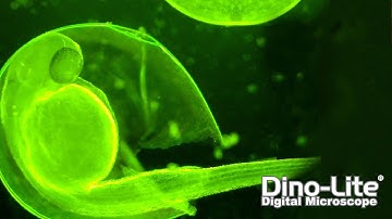 How to: View Zebrafish Without Injections