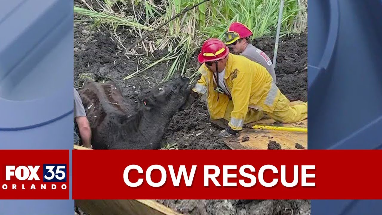 Cow gets stuck in mud for 24 hours - YouTube