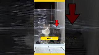 Down Sendromlu Kedi Herkesi Şaşırtıyor