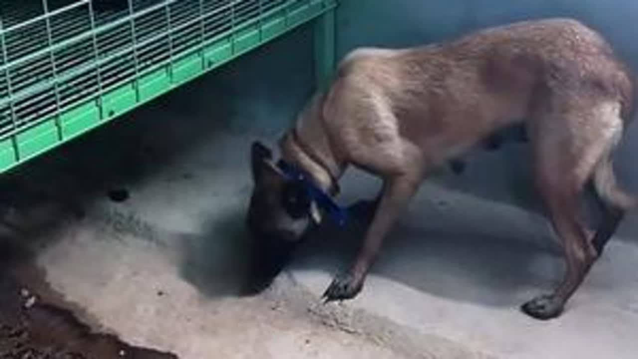 9月16日凌晨，西北刀客带着青海护农的风尘与荣光回到园区。这场与土地为伴的坚守里，有汗水，更有不舍——重托犬50永远留在了那片它曾战斗过的土地上。 离别是遗憾，但守护从不停歇。马犬（青海）加入园...