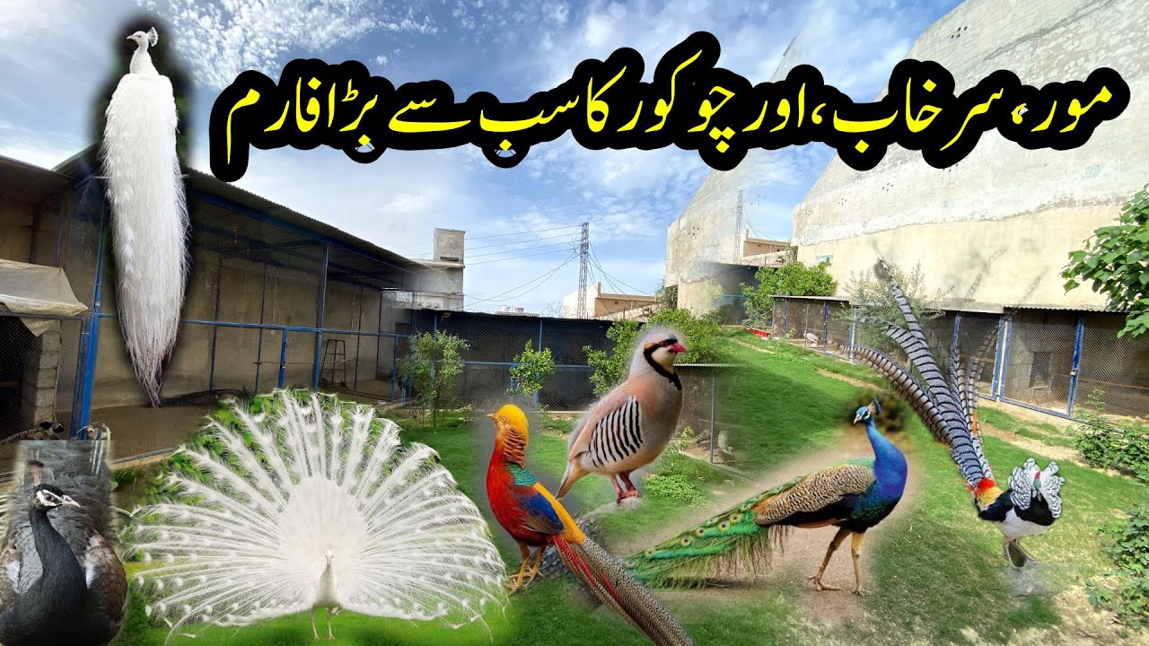 Ground Birds Farm | World Biggest Peacock,Pheasant,Turkey,Chukur Partridge Farm | Opal Peacock