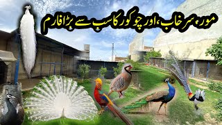 Ground Birds Farm | World Biggest Peacock,Pheasant,Turkey,Chukur Partridge Farm | Opal Peacock