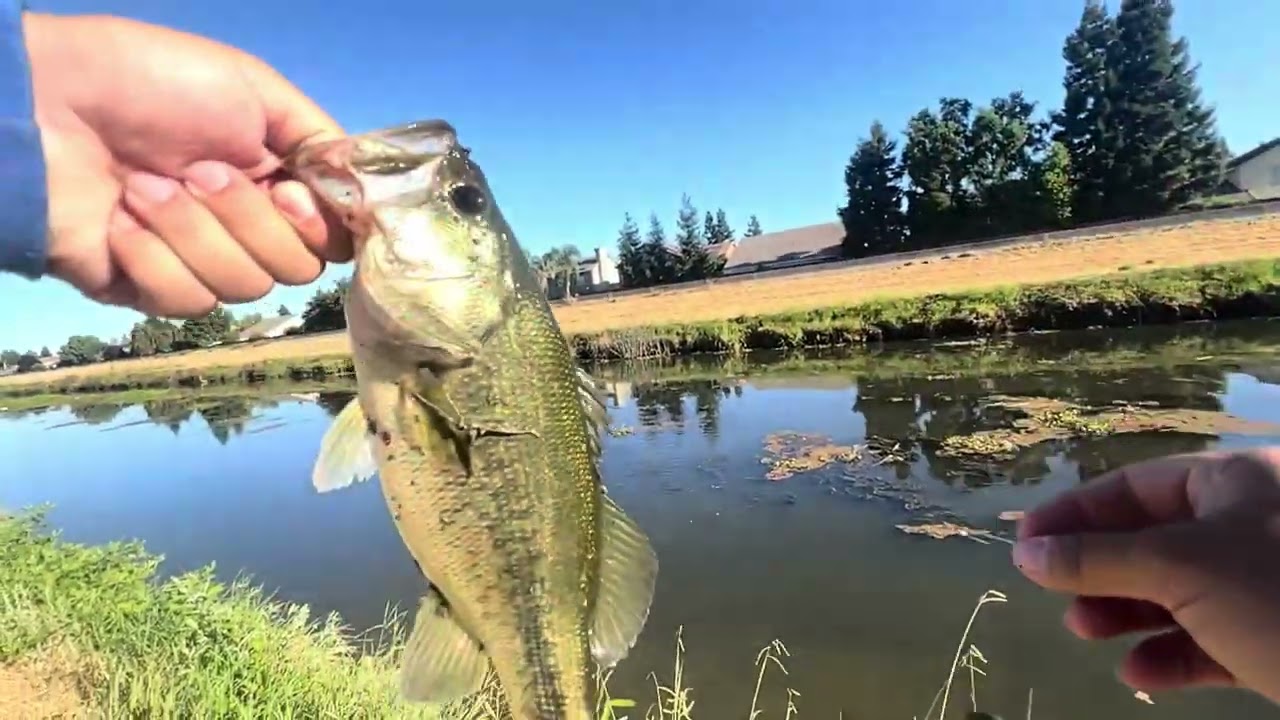 Senkos and Chatterbaits! Delta bass fishing!