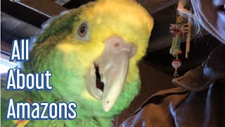 BEFORE getting an amazon Parrot, watch this!