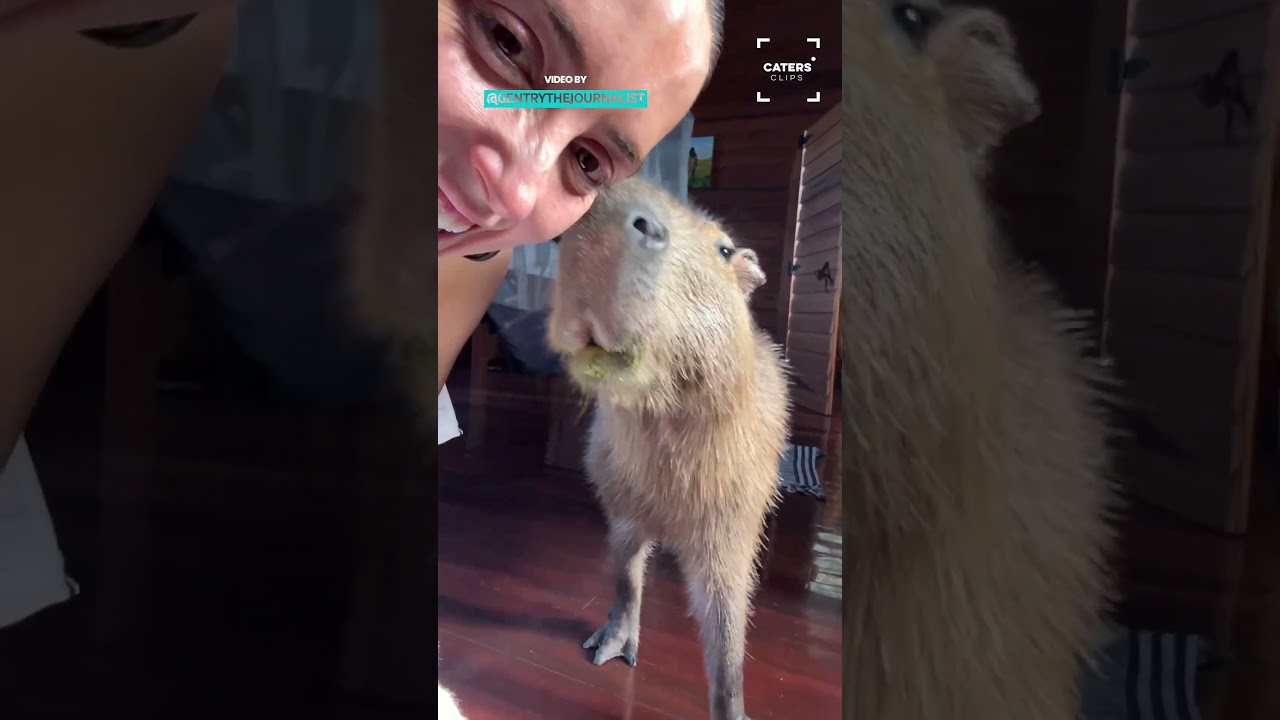 When A Capybara Sneaks Into Your Hotel 🥰