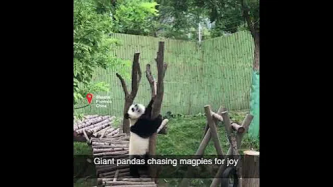 Giant pandas chasing magpies for joy #shorts
