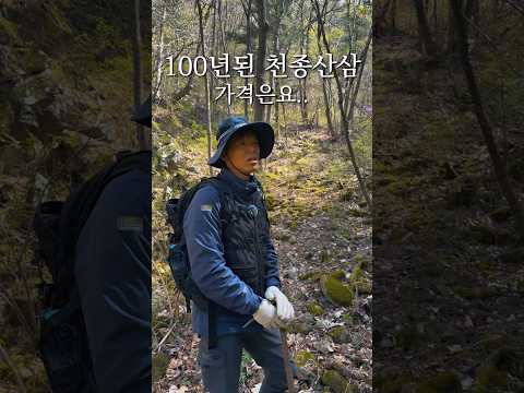 산에서 나는 로또, 천종산삼 한 뿌리 가격.. thumbnail
