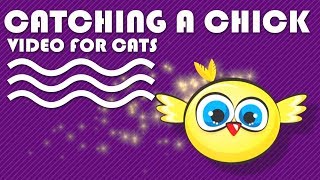 Cat Games - Catching A Cute Chick. Bird Video For Cats To Watch.
