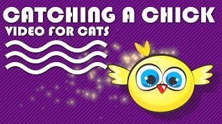 CAT GAMES - Catching a Cute Chick. Bird Video for Cats to Watch.