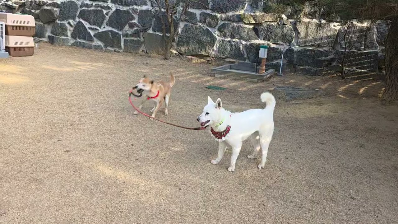 Bambi & Polly playing with other dogs at a dog park🤣💕