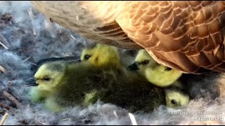 Decorah Goose Cam ~ 5 Adorable Goslings Have Hatched \& #6 Is On Its Way!! 🐣🐣🐣🐣🐣 4.25.23