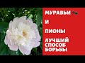 Муравьи и пионы . Лучше способа нет !!!