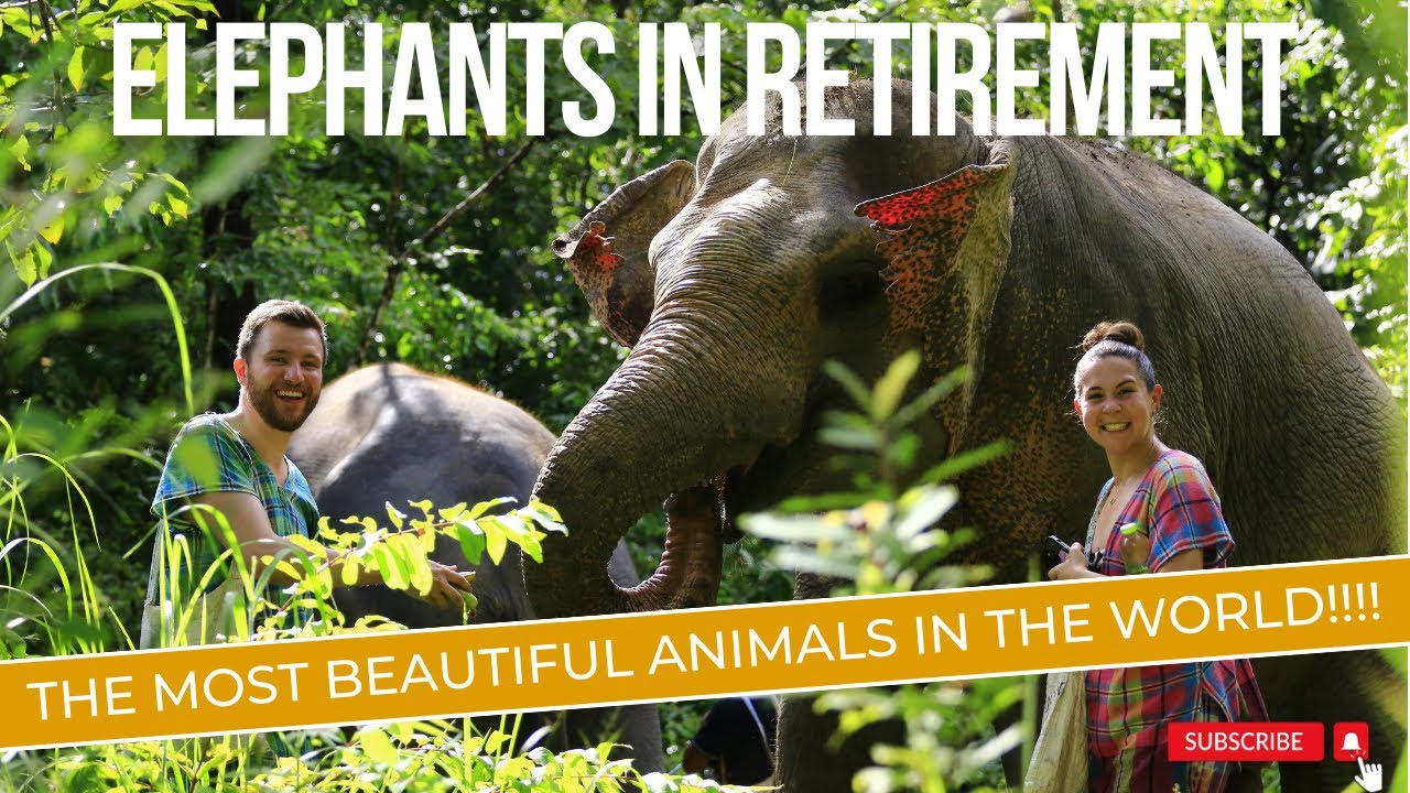 ELEPHANTS IN CHIANG MAI- Unforgettable! 🇹🇭