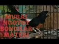 Murai Batu Gacor Ngotot Bongkar Materi Pancing Emosi Lawan Buktikan Mp3 - Mp4 Download