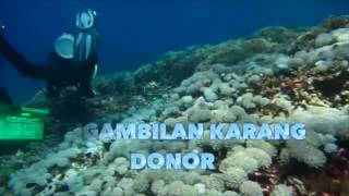 Transplantasi Terumbu Karang Ternate
