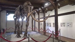 Ahlener Mammut im Heimatmuseum 2018