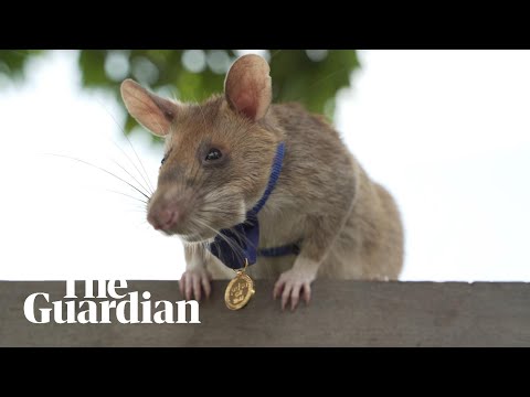 Magawa the mine-sniffing rat in Cambodia retires