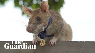 Magawa the minesniffing rat in Cambodia retires