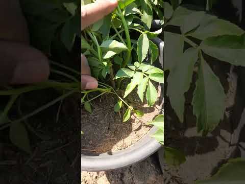 النبات رقم ٥٣ نبات البيلسان السمبوكس  