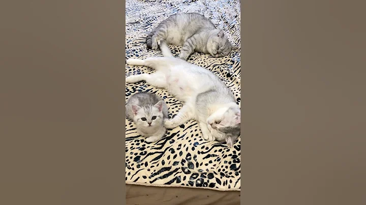 Watch the video about British Kittens Of Cat Kylie Family #britishcat #kitten #kyliecatkittens #cat #kitty #catlover #love