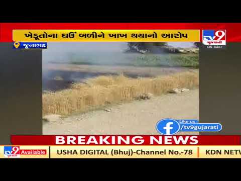 Junagadh: Fire breaks out in farms in Karar village, huge loss of wheat feared| TV9News