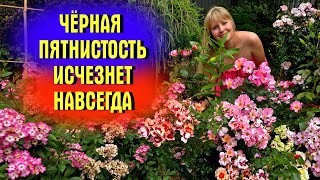 картинка: ДЕЛАЙТЕ с РОЗАМИ  ТАК и Черная ПЯТНИСТОСТЬ ИСЧЕЗНЕТ НАВСЕГДА! Коктейль 4 в1 для обработки РОЗ ЛЕТОМ