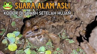 Suara Kodok Setelah Hujan